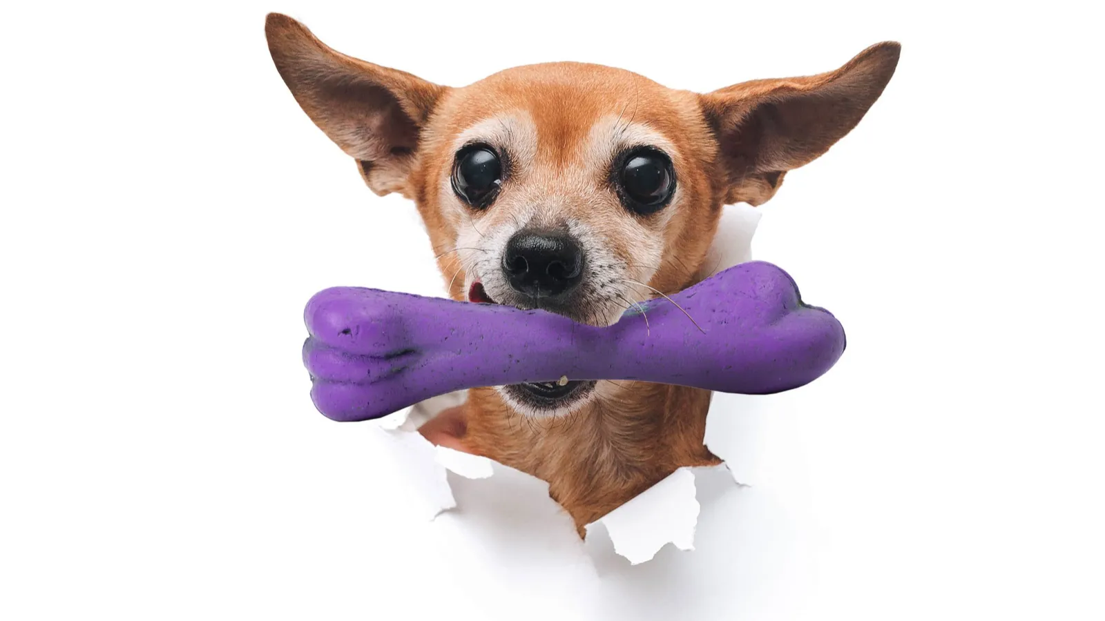 My Neighbors are Satan Worshipers – No it’s a Dog Toy